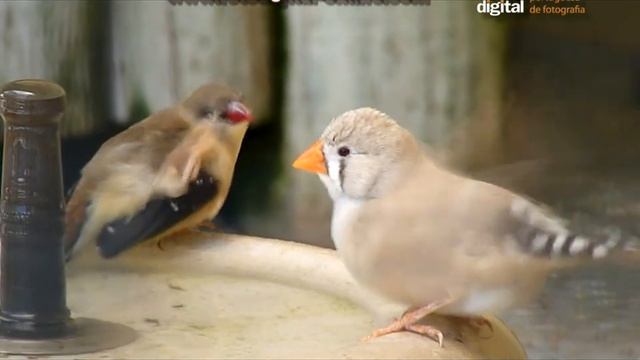 LumixFZ38 смотреть онлайн