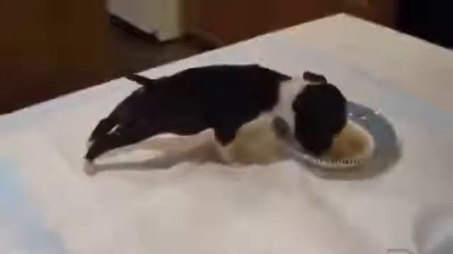 Щенок акробат жутко голодный ! до слёз ))) смотреть онлайн