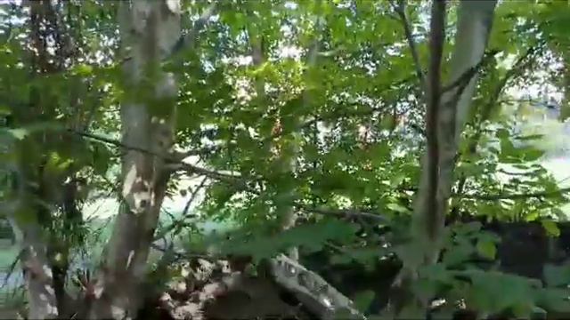 Обзор на лесок в ЖК НАШЛИ ЖЕСТКОГО ЧЕЛИКА смотреть онлайн