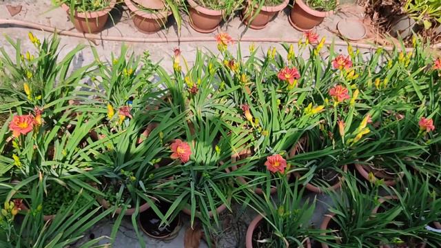 Daylily "Booby Ruby"। Reddish Color Double Daylily in Bangladesh। смотреть онлайн