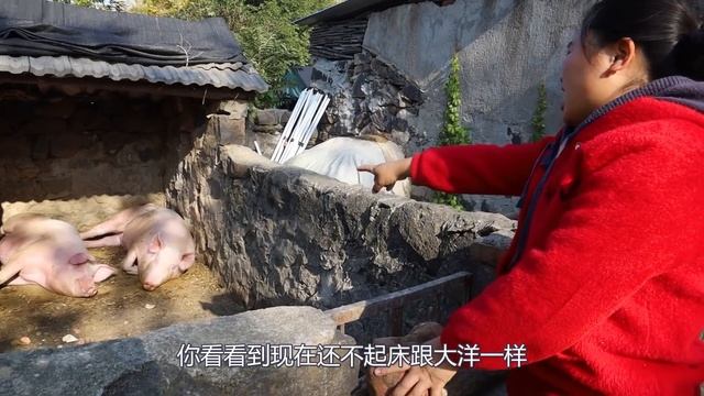 胖妹下河摸田螺，3小时摸10斤，回家铁锅爆炒，吃起来那叫一个香/羊蝎子【陈说美食】 смотреть онлайн