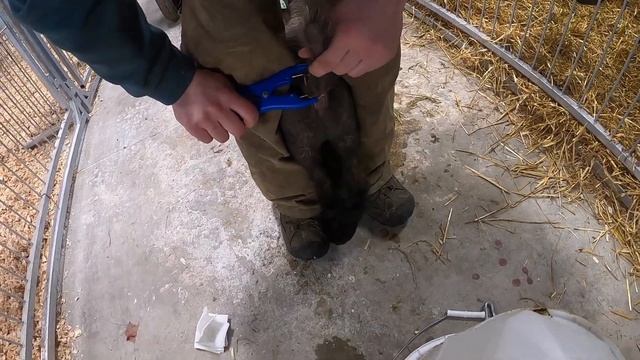 Tail Docking смотреть онлайн