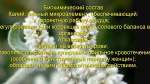 Трава пол пала лечебные свойства, применение