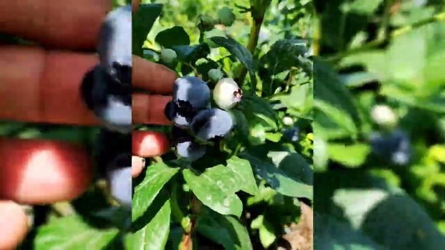 Голубика сорт Спартан смотреть онлайн