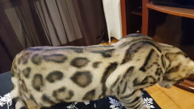 Бенгальский кот ест  помелу (Bengal Cat Eats Pomelo)