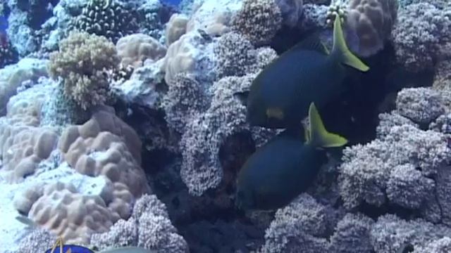 Сиган звездчатый - Brown-spotted spinefoot (Siganus stellatus) смотреть онлайн