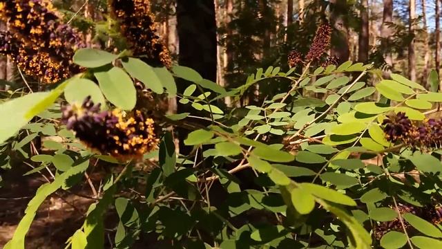 аморфа кустарниковая смотреть онлайн