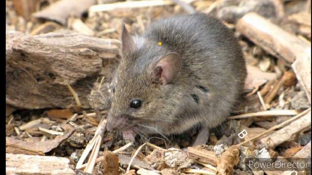 Сравнение : скорость животных. Влог о животных. смотреть онлайн