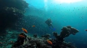 Scuba Diving with Reef Oasis Dive Club in Reef Oasis Blue Bay Resort & Spa Sharm el Sheikh, Egypt