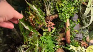 Флорариум: растения, мокрицы изоподы, содержание, уход, лампы, чем кормить и как стричь