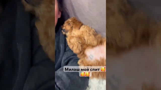 Милый той Пудель спит🥰🥰собаки #мальтипу #пудель #тойпудель #рекомендации #cat #dog #топ #funny смотреть онлайн