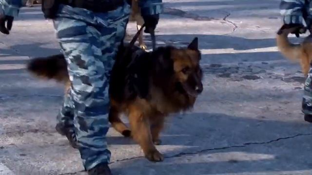 На глазах саратовцев полицейские устроили развод смотреть онлайн