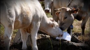 Соль вида лизунец для коров