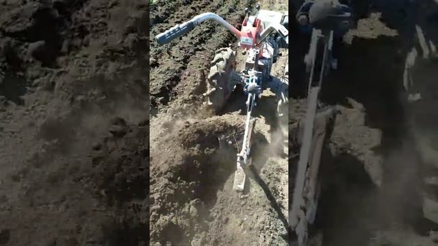 Посадка картофеля под плуг ( 2022 ) смотреть онлайн