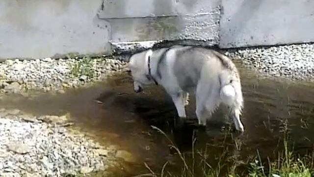 HaskY Gretta Хаски на даче смотреть онлайн