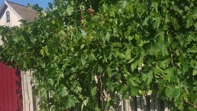 Виноград Кишмиш Мечта.(?) смотреть онлайн