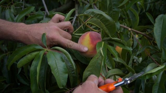 Tips For Better Tree Ripened Fruit