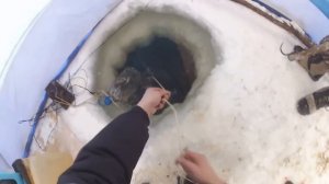 #Туруханск #Рыбалка #Бонус 
КРУПНЯК ПОШЁЛ! Такой рыбалки вы точно не видели.