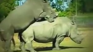 Ты видел как трахаются носороги!!! Вот это номер, блин!!!