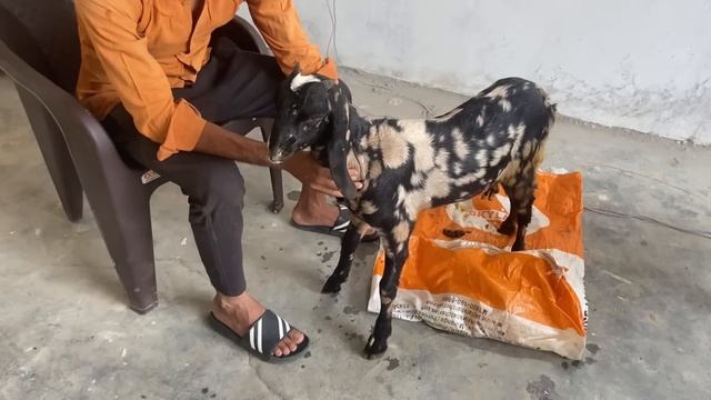 Symptoms of PPR in sheep & goats l Treatment of PPR in goat l Treatment of diarrhoea l dr umar khan смотреть онлайн