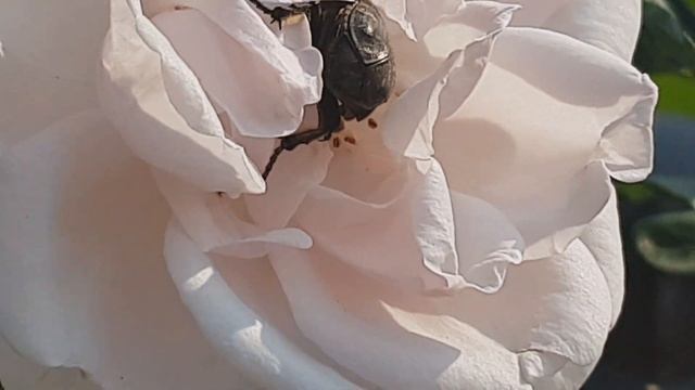 Баковая смесь от бронзовок и алёнок на розах смотреть онлайн