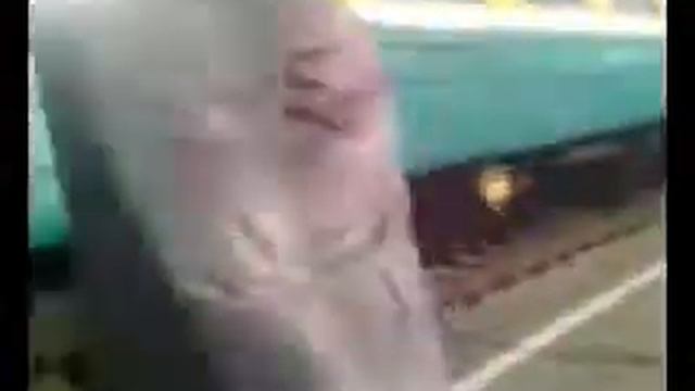09.2015. Зеленая электричка. смотреть онлайн