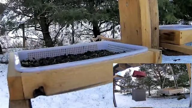 2021 Mar 02: Livestream bird feeding station. Ripley, Ontario Canada by AtHomeFriendlyTecGuy смотреть онлайн