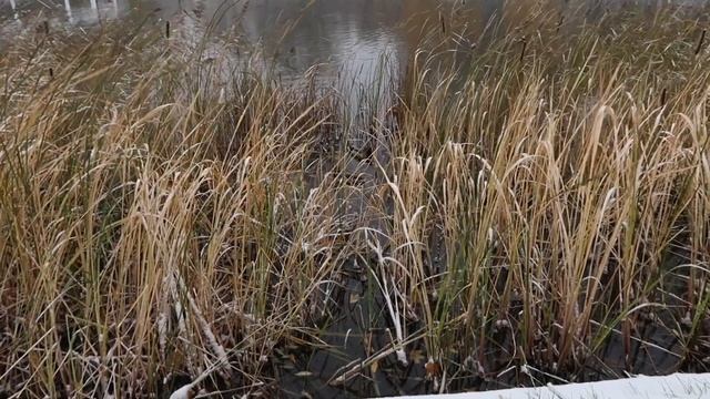 ПЛЕСЕНЬ в стиральной машине | ПЕРВЫЙ осознанный СНЕГ | Подарок от КРЁСТНОЙ || ВЛОГ смотреть онлайн