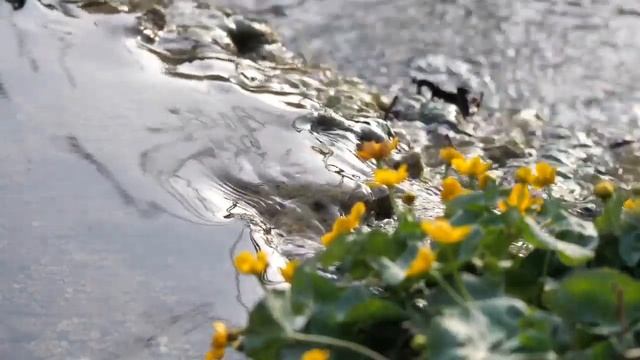 Пение соловьев, слушать пение соловьев в лесу, пение соловья видео, пение птиц соловьев смотреть онлайн
