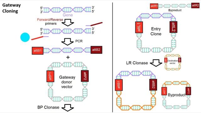 Briefly About Gateway Cloning смотреть онлайн