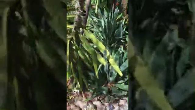 Yucca gloriosa on Salt Spring Island . Canada смотреть онлайн