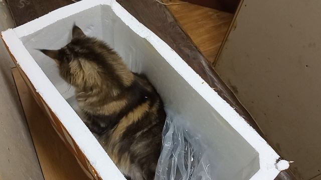 Лежит Касик №2