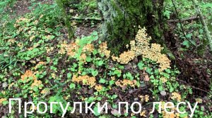 Прогулки по лесу.  Грибов нет, гуляю по лесу.  Нашел только лже опят серно- желтых.