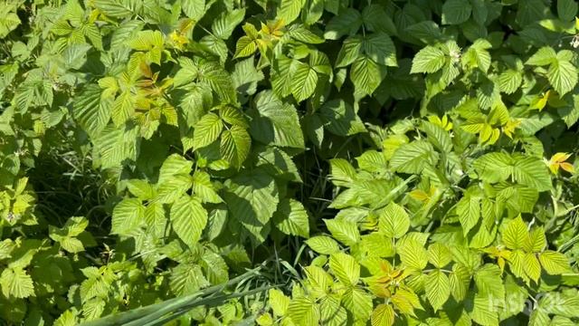 BBQ в деревне??