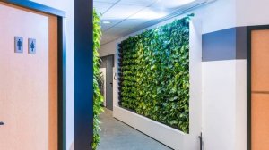 Бизнес идеи: Фитостены.