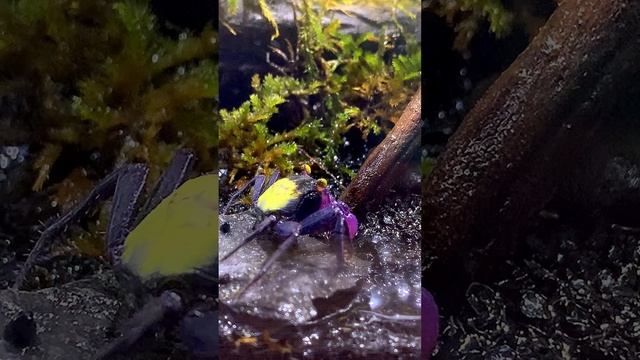 Смотреть видео про домашнего краба