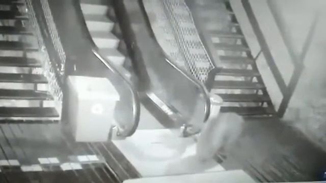 Медведь на эскалаторе в Сочи