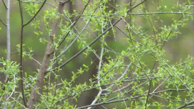 So Much for Training (5.18.20 - Day 2148) смотреть онлайн