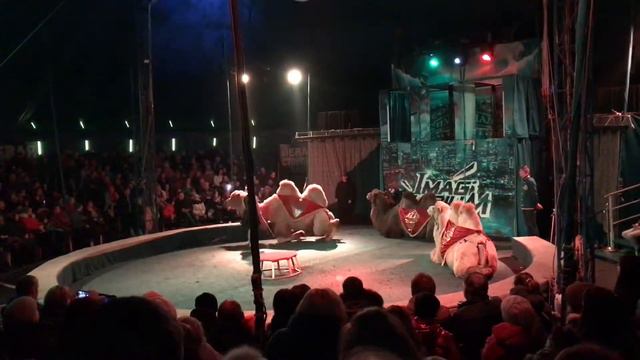 Выступление Верблюдов Цирк Империал Клуб «Тэнгу Про» Самооборона и Подготовка бойца