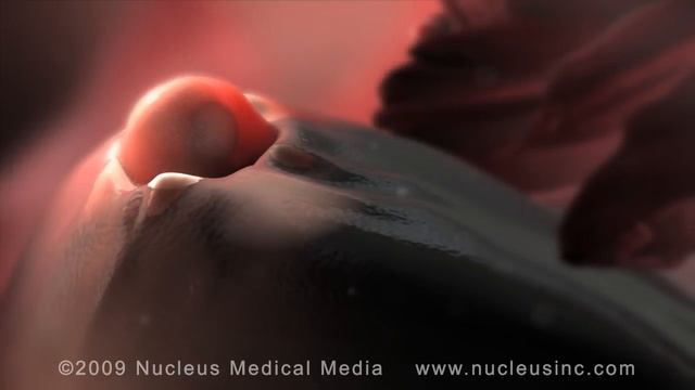 Ovulation - Nucleus Health