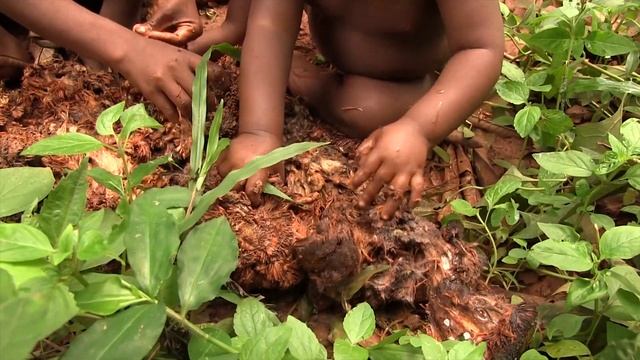 Hunter-gatherer baby learning forest skills by copying others смотреть онлайн