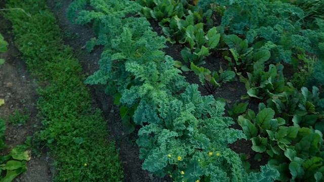 Living Pathways: A Complete Growers Guide смотреть онлайн