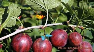 Крыжовник обыкновенная Колобок (kolobok) ? обзор: как сажать, саженцы крыжовника Колобок