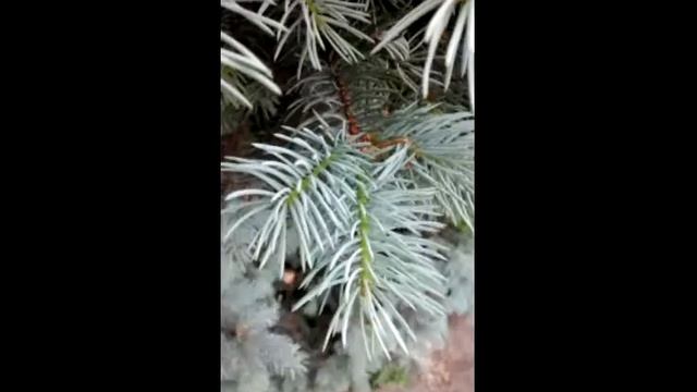 Как растут ели смотреть онлайн