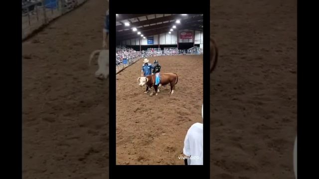 American Roughstock Association Mini Bull Riders смотреть онлайн