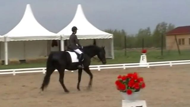 MARGO & RAIN _70,145% Конный фестиваль "Новый Век" 8 мая смотреть онлайн