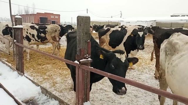 молочная ферма 2023 как гуляет корова на улице смотреть онлайн