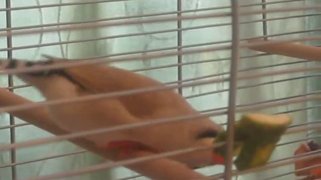 Наши Амадинки.avi смотреть онлайн