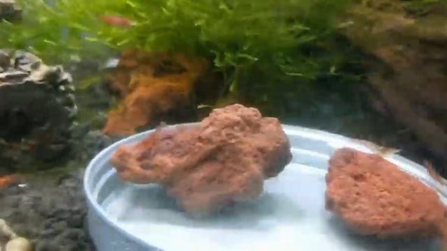 Shrimp tank Java tree смотреть онлайн