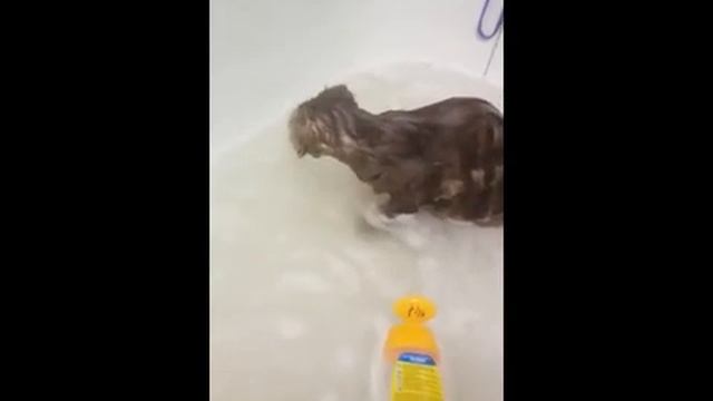 КОТ Который ЛЮБИТ КУПАТЬСЯ Самый ОБИЖЕННЫЙ КОТ ПРИКОЛЫ ПРО КОШЕК смотреть онлайн